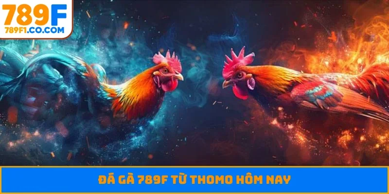 Đá gà 789F từ Thomo hôm nay